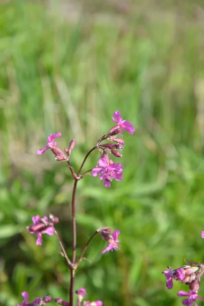 Silene Viscaria Yapışkan Kedi Sineği Veya Yapışkan Campion Caryophyllaceae Familyasından — Stok fotoğraf