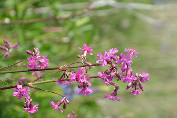 Silene Viscaria Lepkavá Moucha Nebo Vlhký Kemp Kvetoucí Rostlina Čeledi — Stock fotografie