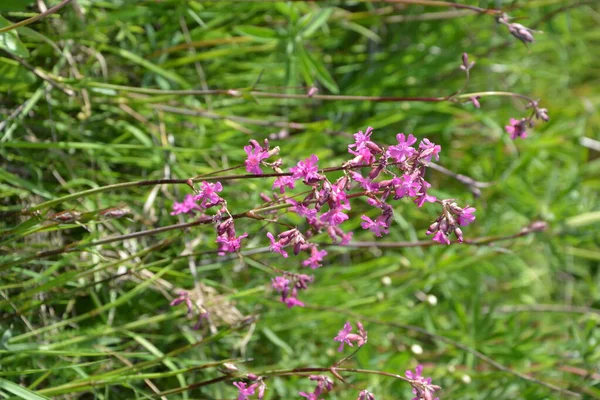 Silene Viscaria Lepkavá Moucha Nebo Vlhký Kemp Kvetoucí Rostlina Čeledi — Stock fotografie