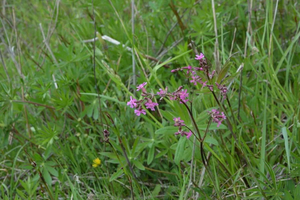 Silene Viscaria Lepkavá Moucha Nebo Vlhký Kemp Kvetoucí Rostlina Čeledi — Stock fotografie