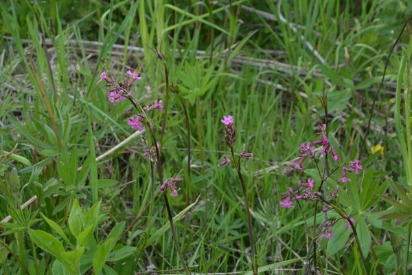 Silene Viscaria Lepkavá Moucha Nebo Vlhký Kemp Kvetoucí Rostlina Čeledi — Stock fotografie