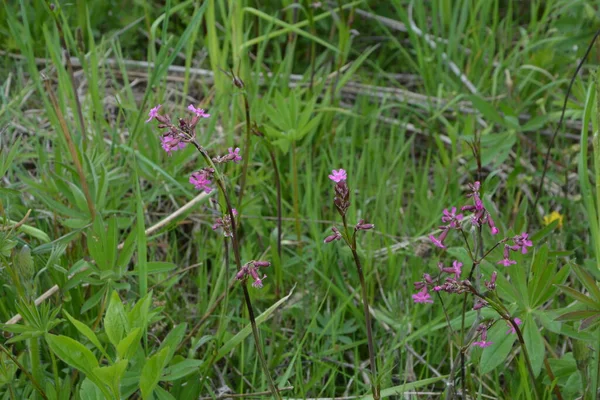 Silene Viscaria Accampamento Appiccicoso Viscerale Una Pianta Fiore Della Famiglia — Foto Stock