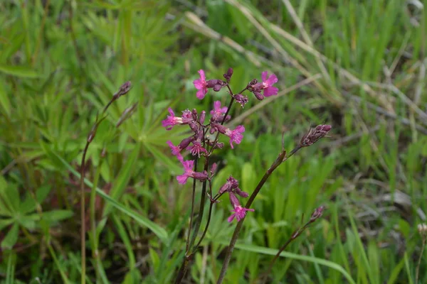 Silene Viscaria Ragadós Füllégy Vagy Nyirkos Tábor Egy Virágzó Növény — Stock Fotó