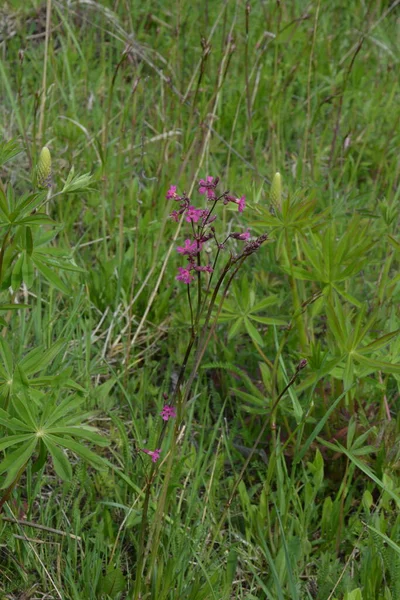 Silene Viscaria Accampamento Appiccicoso Viscerale Una Pianta Fiore Della Famiglia — Foto Stock