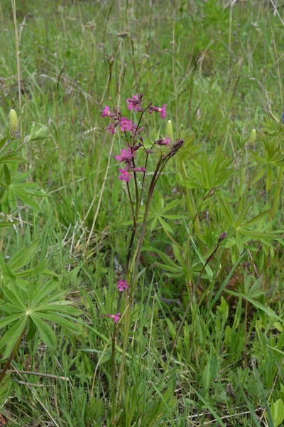 Silene Viscaria Sticky Catchfly Clammy Campion Flowering Plant Family Caryophyllaceae — Stock Photo, Image