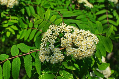 Güneşli bir bahar gününde, açık havada, beyaz çiçekli bir dağ külünün dalı. Bahar günü yeşil yapraklı dağ küllerinin çiçeklenmesi..