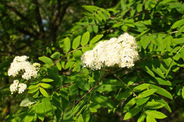 Güneşli bir bahar gününde, açık havada, beyaz çiçekli bir dağ külünün dalı. Bahar günü yeşil yapraklı dağ küllerinin çiçeklenmesi..