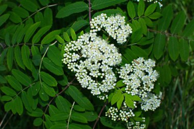 Güneşli bir bahar gününde, açık havada, beyaz çiçekli bir dağ külünün dalı. Bahar günü yeşil yapraklı dağ küllerinin çiçeklenmesi..
