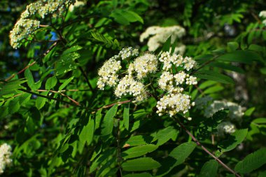 Güneşli bir bahar gününde, açık havada, beyaz çiçekli bir dağ külünün dalı. Bahar günü yeşil yapraklı dağ küllerinin çiçeklenmesi..