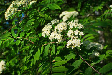 Güneşli bir bahar gününde, açık havada, beyaz çiçekli bir dağ külünün dalı. Bahar günü yeşil yapraklı dağ küllerinin çiçeklenmesi..