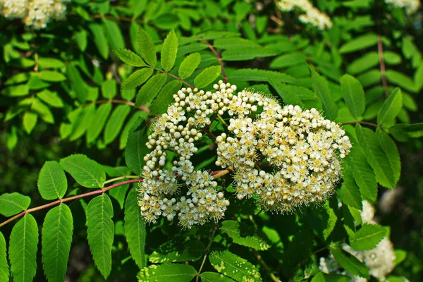Branch White Flowering Mountain Ash Sunny Spring Day Outdoor Closeup — Stock Photo, Image