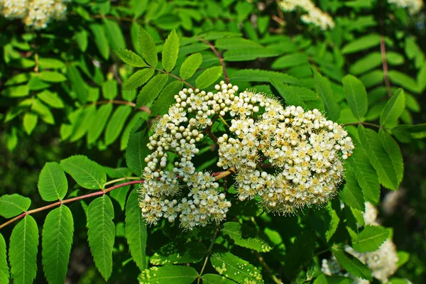 Ramo Uma Cinza Montanha Floração Branca Dia Primavera Ensolarado Close — Fotografia de Stock