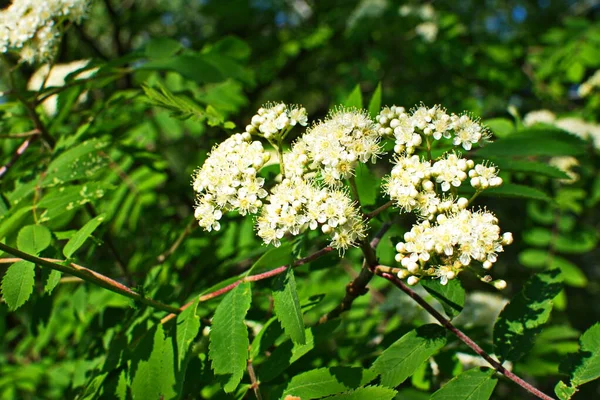 春天里阳光明媚的户外特写 白色开花山灰的枝条 春天里用绿叶浇灌的山灰 — 图库照片