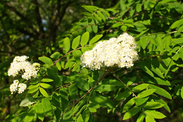 日当たりの良い春の日に白い開花山灰の枝屋外の閉鎖 春の日に緑の葉を持つ山灰の開花 — ストック写真