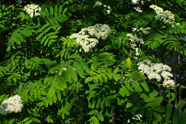 Zweig Einer Weiß Blühenden Eberesche Sonnigen Frühlingstagen Freien Aus Nächster — Stockfoto