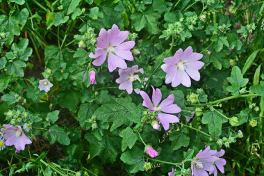Yaban ördeği - Althaea officinalis, Malva sylvestris, leylak pembesi çiçekli Mallow bitkisi. Bilimsel adı Malva Sylvestris, Avrupa ve Asya 'ya özgüdür..