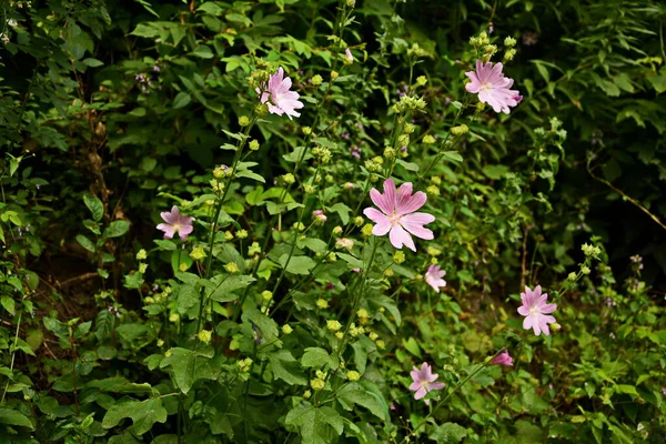 Divoký Slad Althaea Officinalis Malva Sylvestris Mallow Rostlina Šeříkově Růžovými — Stock fotografie