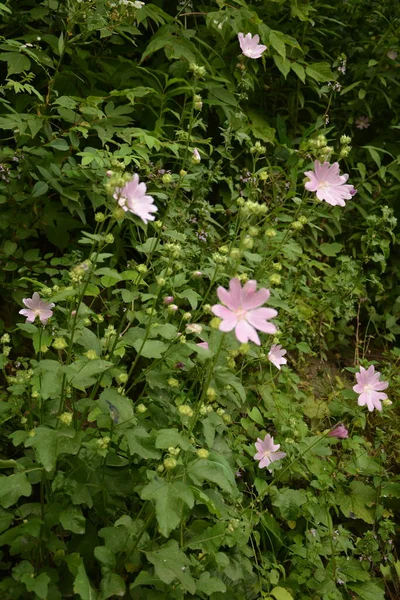 Дикая Малина Althaea Officinalis Malva Sylvestris Mallow Plant Lilac Pink — стоковое фото