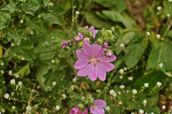 Vildmalva Althaea Officinalis Malva Sylvestris Malva Växt Med Lila Rosa — Stockfoto