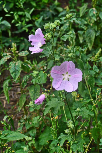 野生のマロー Altheaa Officinalis Malva Sylvestris ライラックピンクの花のムロー植物 学名はMalva Sylvestrisで ヨーロッパやアジア原産です — ストック写真