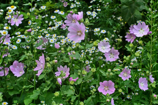 Дикая Малина Althaea Officinalis Malva Sylvestris Mallow Plant Lilac Pink — стоковое фото