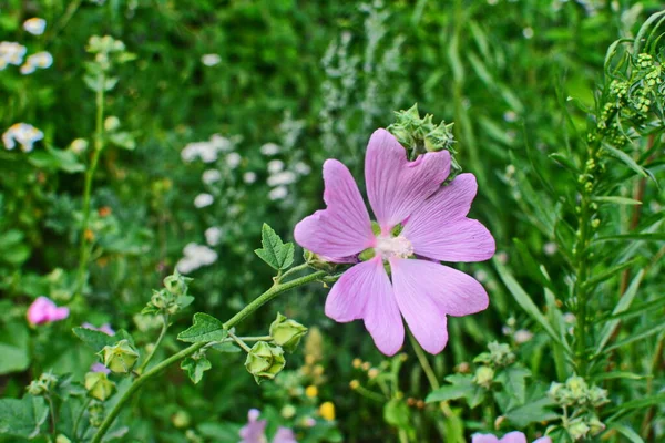 野生软糖 药用植物Althaea Officinalis Malva Sylvestris 有淡紫色粉红花的Mallow植物 它的学名是Malva Sylvestris 原产于欧洲和亚洲 — 图库照片