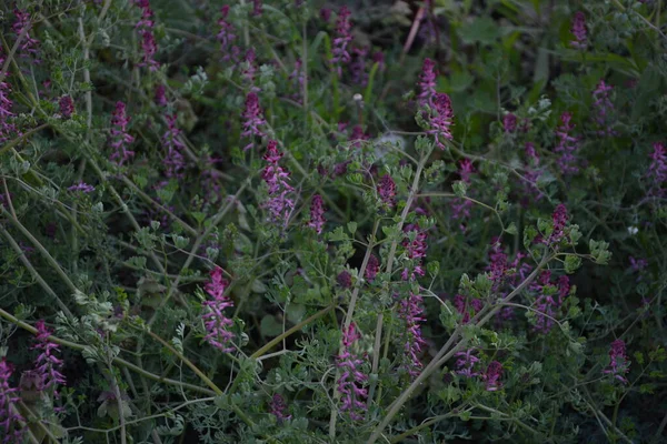 Fumaria Officinalis Поширений Фуміторій Лікарський Фуміторій Або Земний Дим Трав — стокове фото