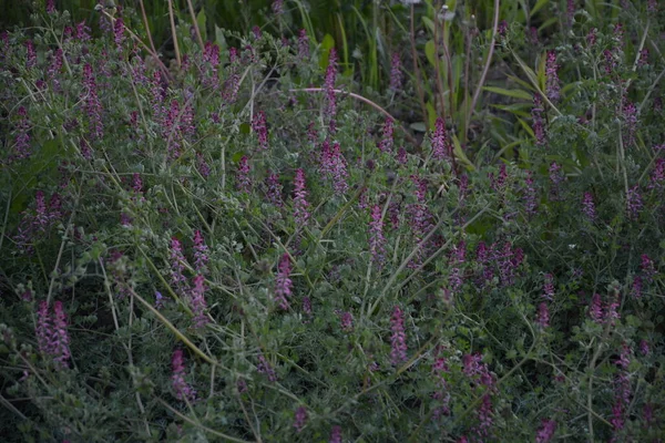 フマリア オフィーナリス Fumaria Officinalis 一般的なフューマリー 薬剤のフューマリーまたは土煙であり 草本の年次開花植物であり 皮膚の問題 血液浄化のための治癒である — ストック写真