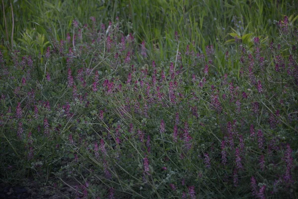 Fumaria Officinalis Поширений Фуміторій Лікарський Фуміторій Або Земний Дим Трав — стокове фото