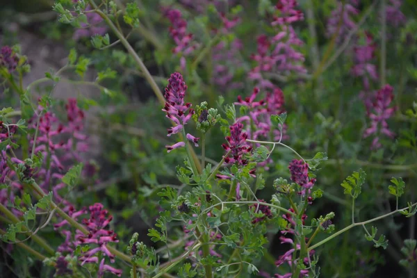 Fumaria Officinalis Běžná Fumitory Drogy Fumitory Nebo Zeminy Kouř Bylinné — Stock fotografie