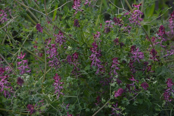 Fumaria Officinalis Поширений Фуміторій Лікарський Фуміторій Або Земний Дим Трав — стокове фото