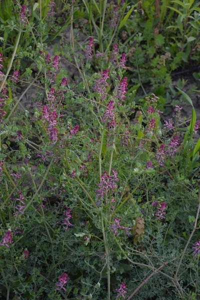 Fumaria Officinalis Közös Fumitory Kábítószer Fumitory Vagy Föld Füst Egy — Stock Fotó