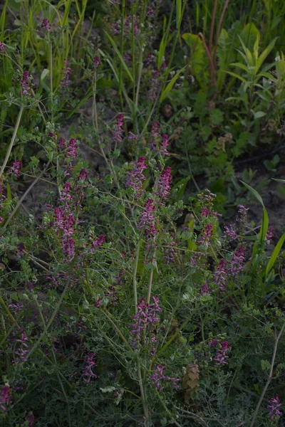 フマリア オフィーナリス Fumaria Officinalis 一般的なフューマリー 薬剤のフューマリーまたは土煙であり 草本の年次開花植物であり 皮膚の問題 血液浄化のための治癒である — ストック写真