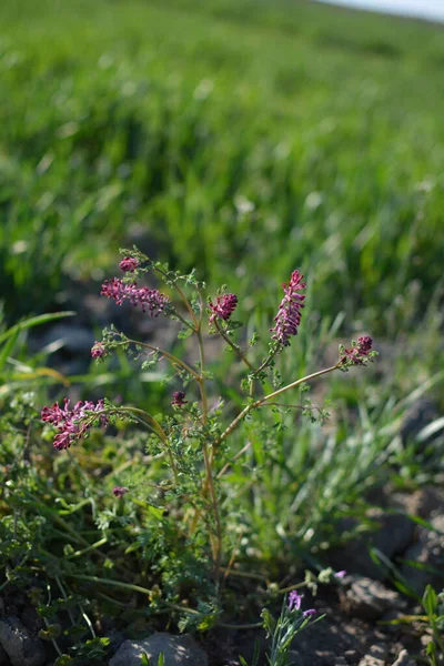 Fumaria Officinalis Fumitorio Común Fumitorio Drogas Humo Tierra Una Planta — Foto de Stock