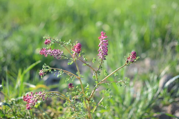 Fumaria Officinalis Běžná Fumitory Drogy Fumitory Nebo Zeminy Kouř Bylinné — Stock fotografie