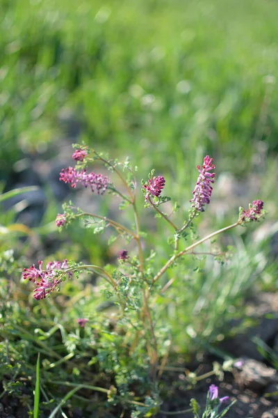 Fumaria Officinalis Common Fumitory Drug Fumitory Earth Smoke Herbaceous Annual — Stock Photo, Image