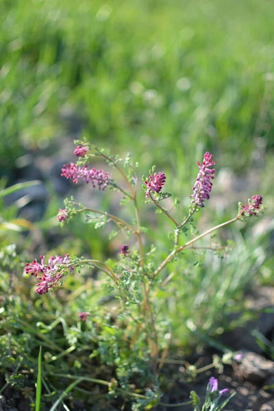 药用植物 Fumaria Officinalis 是一种一年生草本植物 用于治疗皮肤问题 净化血液 — 图库照片
