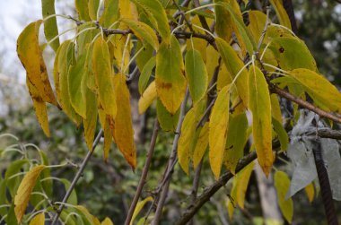 Sonbahar manzarası, fotoğraftaki sonbahar çizimi, sarı bordo kırmızı yapraklar, yaz dilekçesi, neşeli resimler.