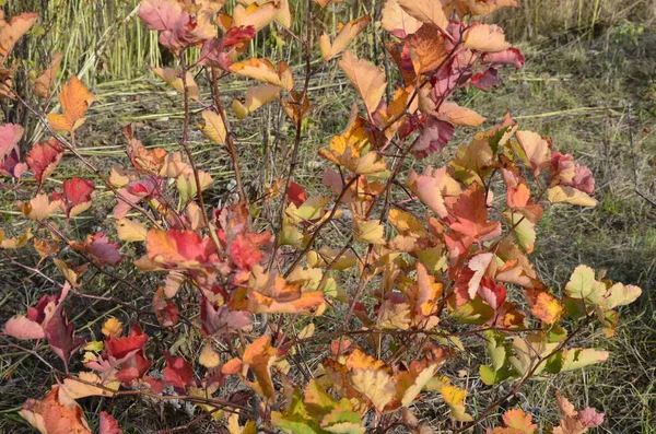 Herbstlandschaft Skizze Des Herbstes Auf Dem Foto Gelb Bordeauxrote Blätter — Stockfoto