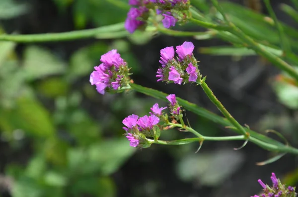 Поширений Морський Слон Limonium Vulare Квіти Рослини Родині Пумбагінські Культивування — стокове фото