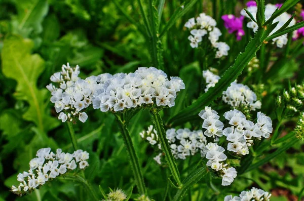 普通海草 Limonium Vulgare 油松科植物花 冬季花卉装饰干花卉的栽培 — 图库照片