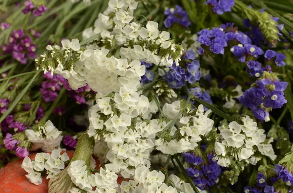 Közönséges Tengeri Levendula Limonium Vulgare Virágok Növény Családban Pumbaginaceae Termesztése — Stock Fotó