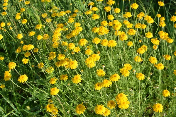 Cota Tinctoria Chiamato Come Marguerite Oro Bel Fiore Con Infiorescenze — Foto Stock