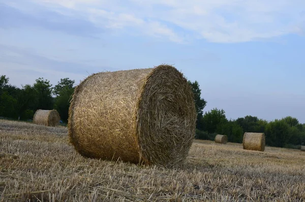 Campo Cebada Cosechada Con Paja Embalada Grandes Fardos Redondos — Foto de Stock