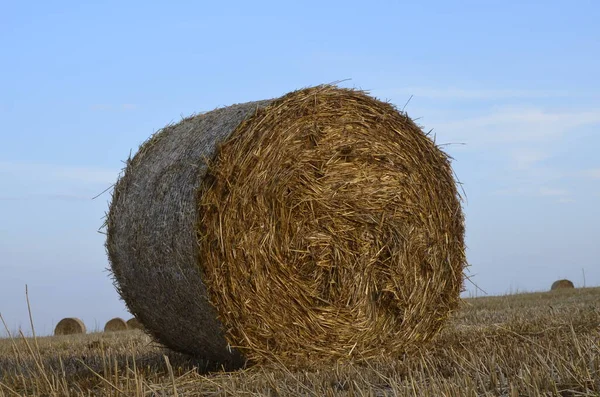 Campo Cebada Cosechada Con Paja Embalada Grandes Fardos Redondos — Foto de Stock