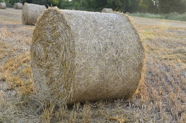 Campo Cevada Colhido Com Palha Enfardada Grandes Fardos Redondos — Fotografia de Stock