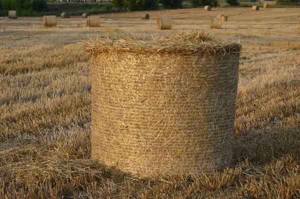 Campo Cevada Colhido Com Palha Enfardada Grandes Fardos Redondos — Fotografia de Stock