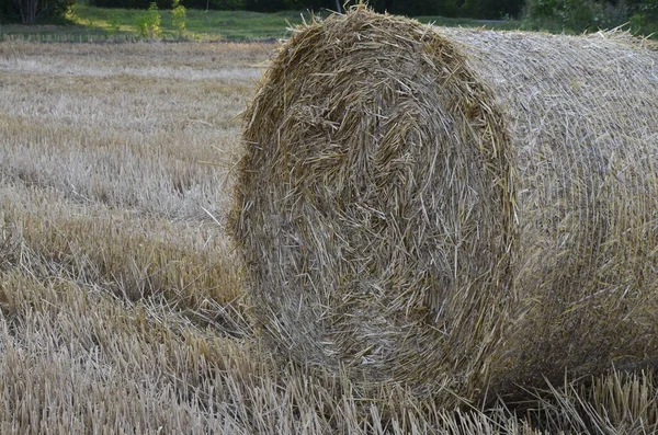 收获的大麦田 稻草结成大的圆形包 — 图库照片