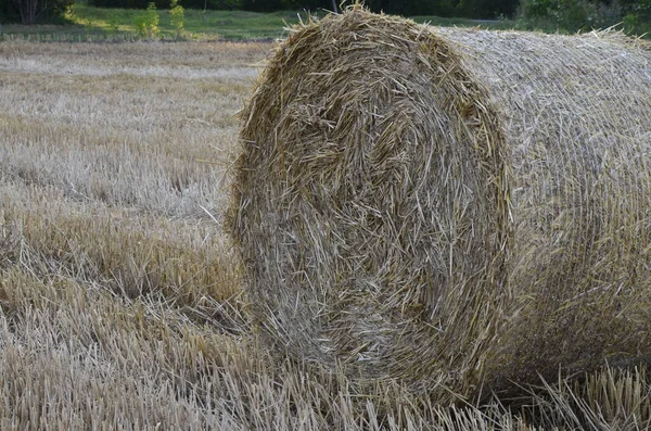 Sklizené Ječmenné Pole Slámou Balené Velkých Kulatých Balíků — Stock fotografie