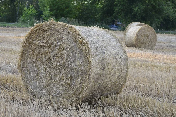 Sklizené Ječmenné Pole Slámou Balené Velkých Kulatých Balíků — Stock fotografie